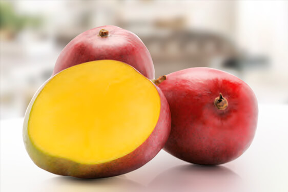 Mango - Mangifera indica L