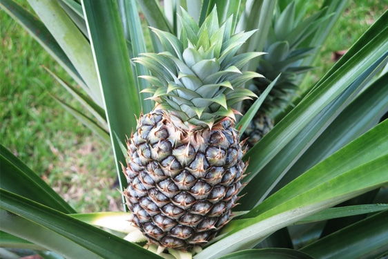 Pianta dell'Ananas