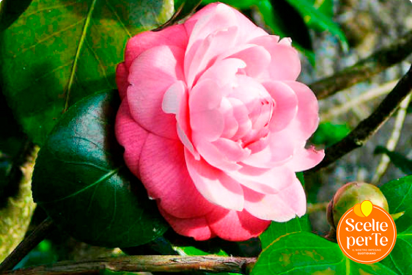 Camelia