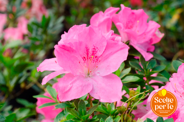 Azalea