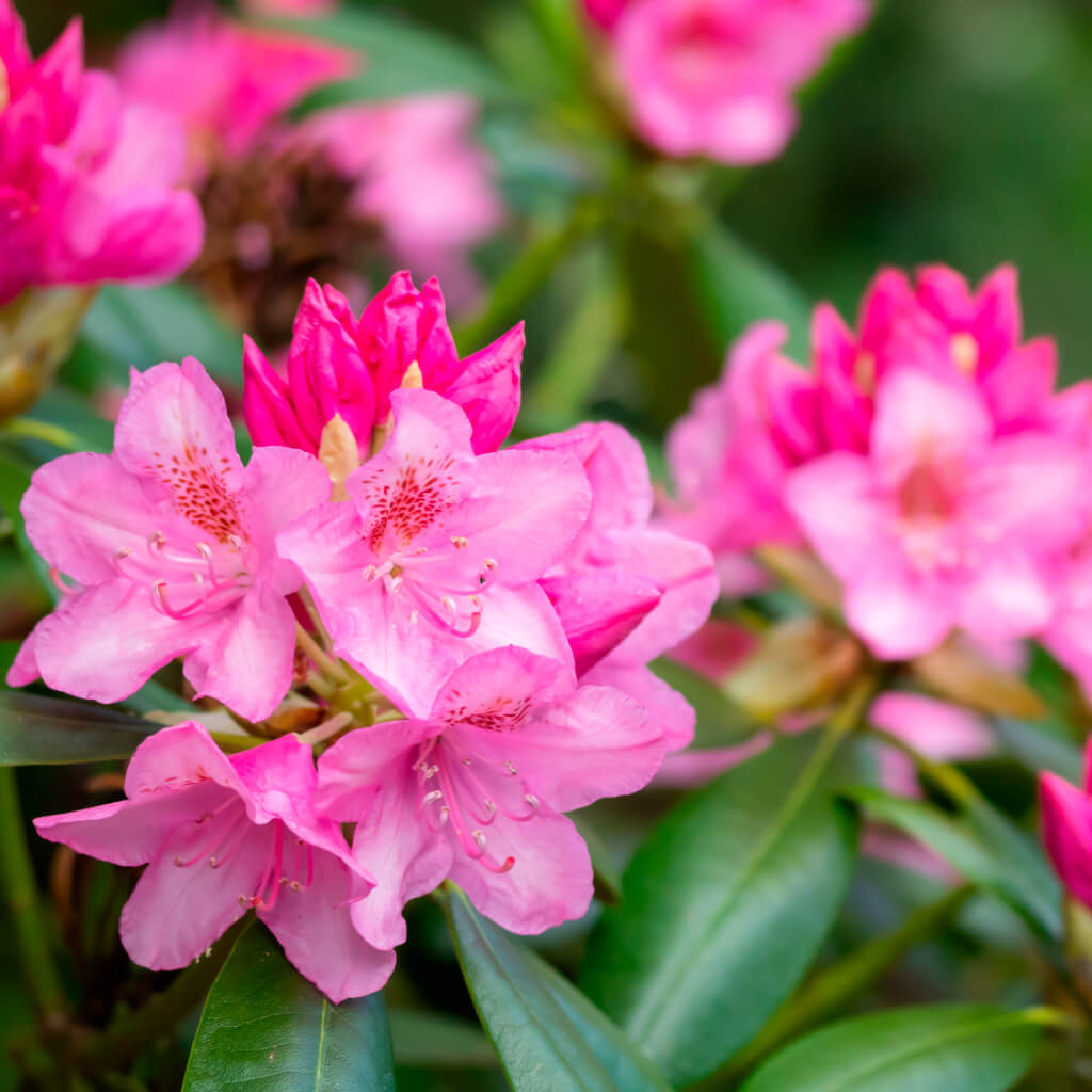 Azalea