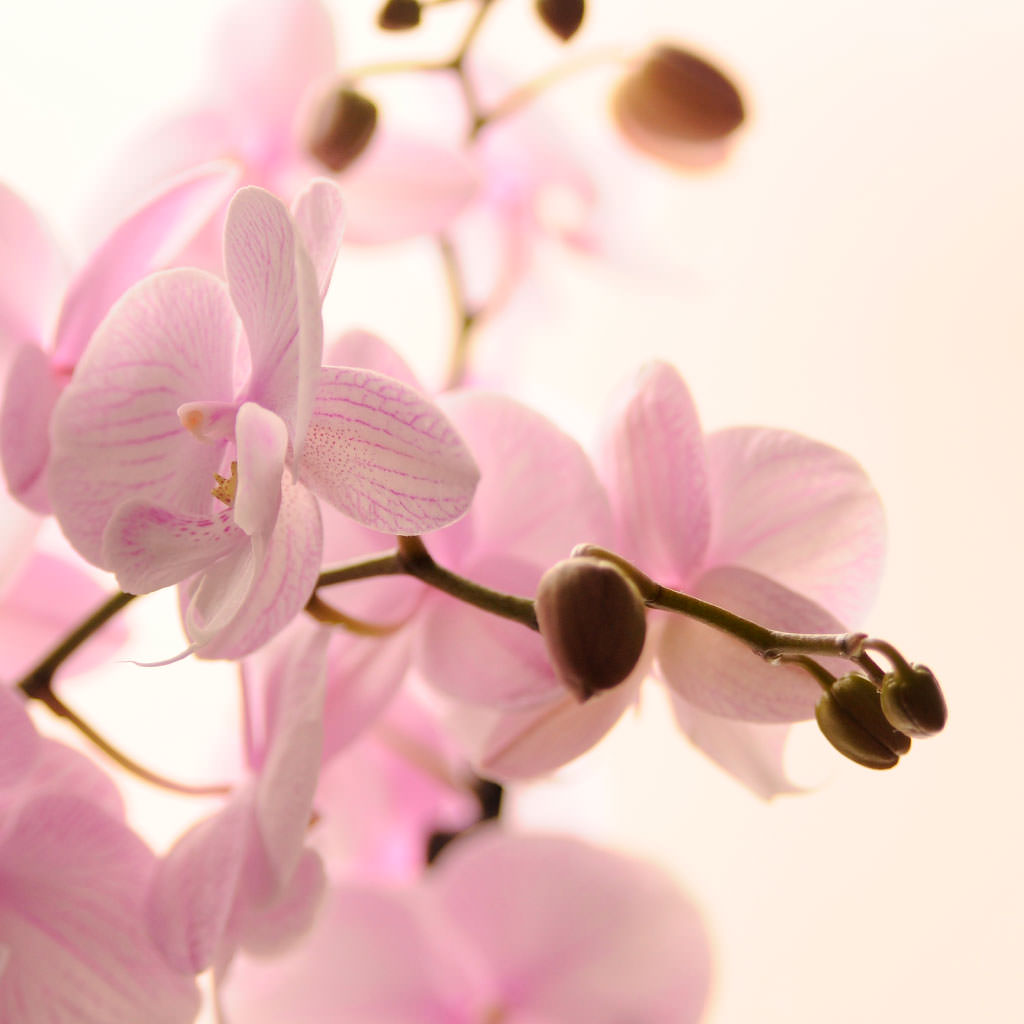 Orchidea