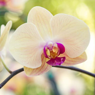 Orchidea Scelte per Te