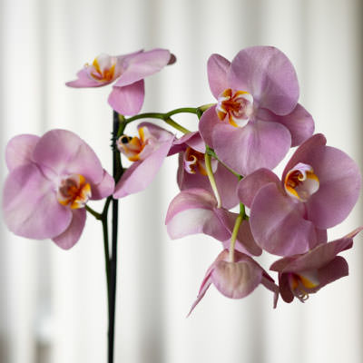 Orchidea Scelte per Te