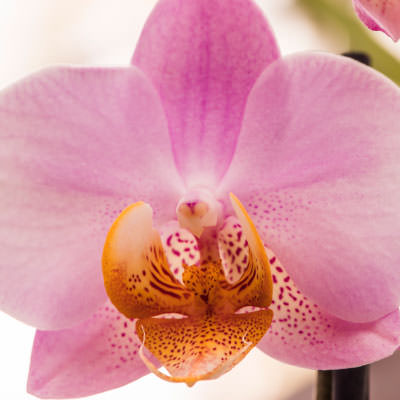 Orchidea Scelte per Te