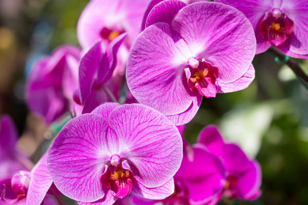 Orchidea