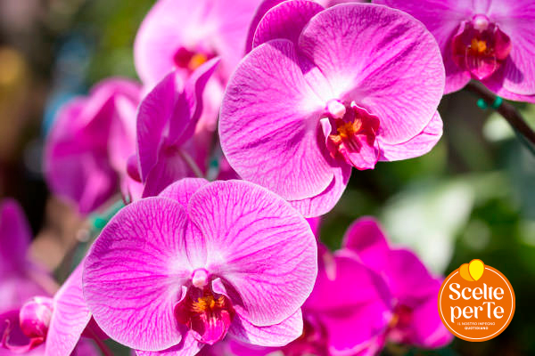 Orchidea