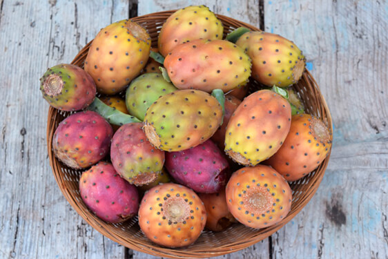 Opuntia ficus-indica