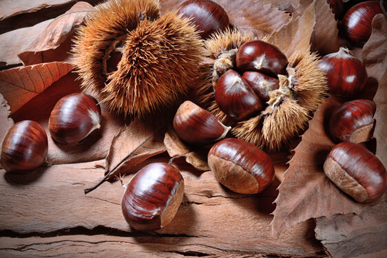 Castagna - castanea sativa
