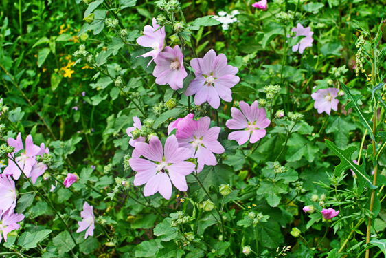 Malva