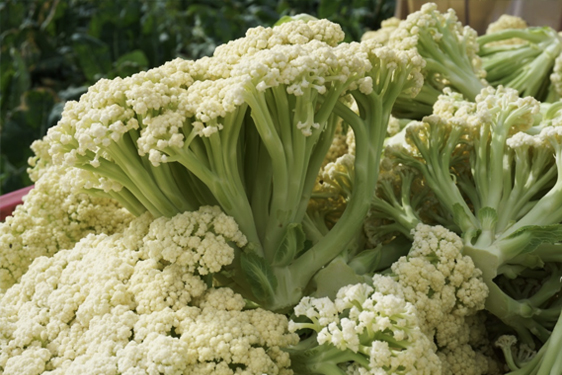 Cavolfiore Fioretto