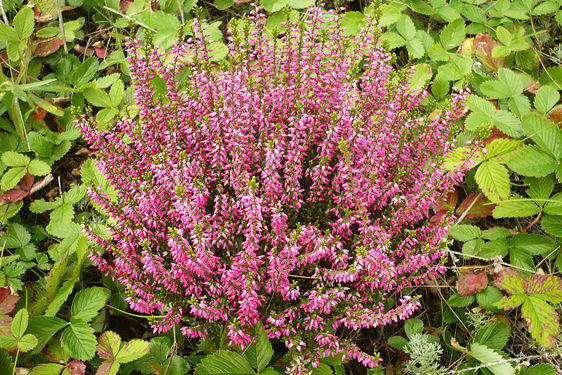 Calluna