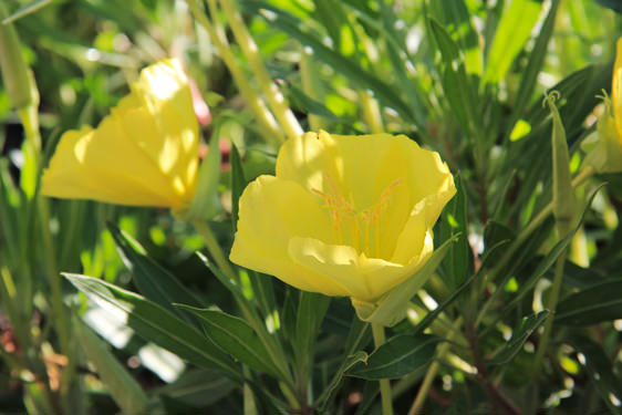 Oenothera Missouriensis
