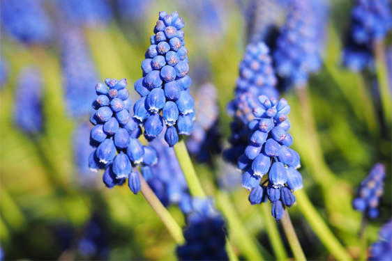 Cipollaccio - Muscari Armeniacum