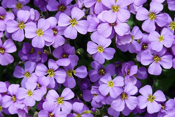 Aubrezia - Aubrieta