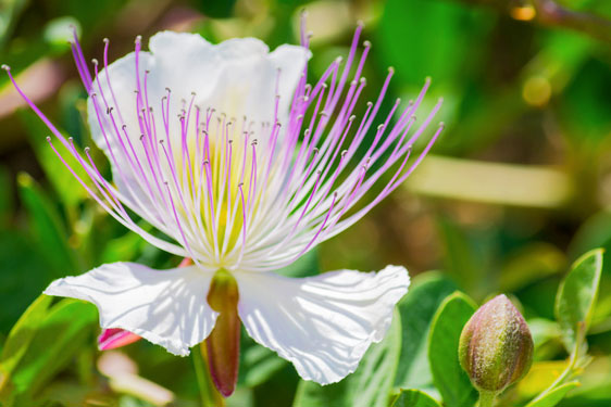 Pianta del Cappero