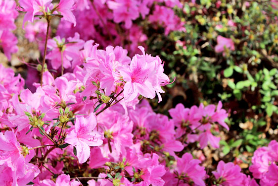 Azalea Japonica