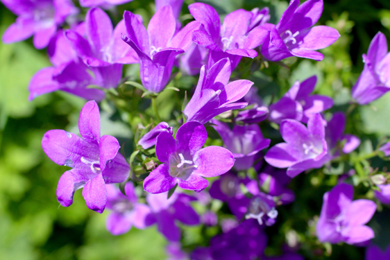 Campanula Portenschlagiana Cineraria