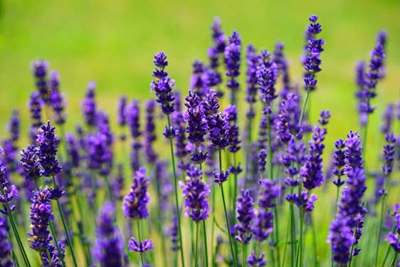 Lavanda Hidcote