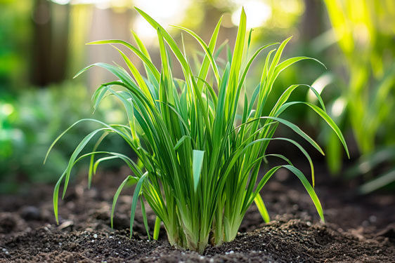 Pianta del Lemongrass - Citronella