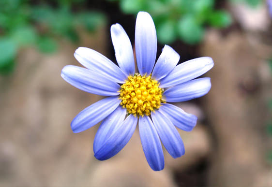 Agatea