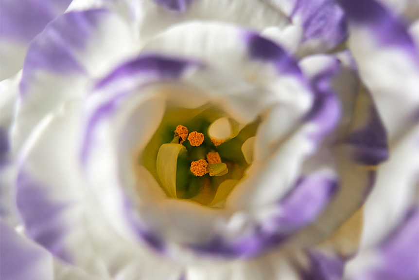 Eustoma