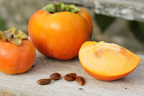 Kaki Persimon