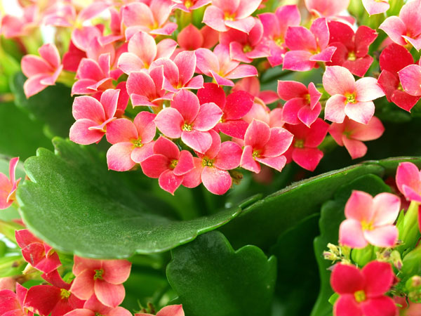 Kalanchoe