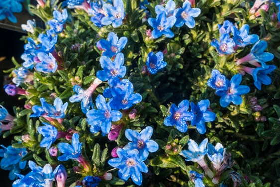 Lithodora