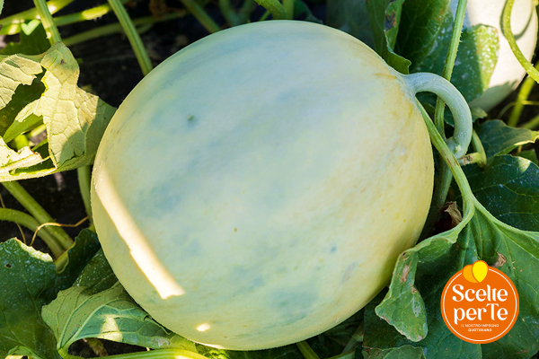 Melone Liscio Top Melon