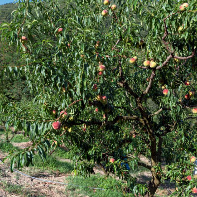 Pesche Scelte Per Te