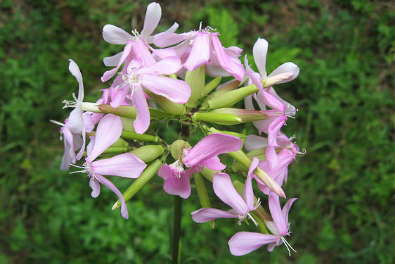 Saponaria
