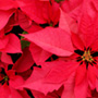 Poinsettia Day