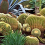 Verbania Cactus Folies - 21a edizione