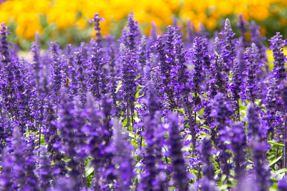 Salvia Maxima