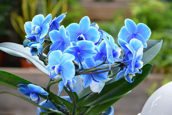 Orchidea Blu