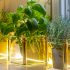 Creare un giardino aromatico invernale in casa